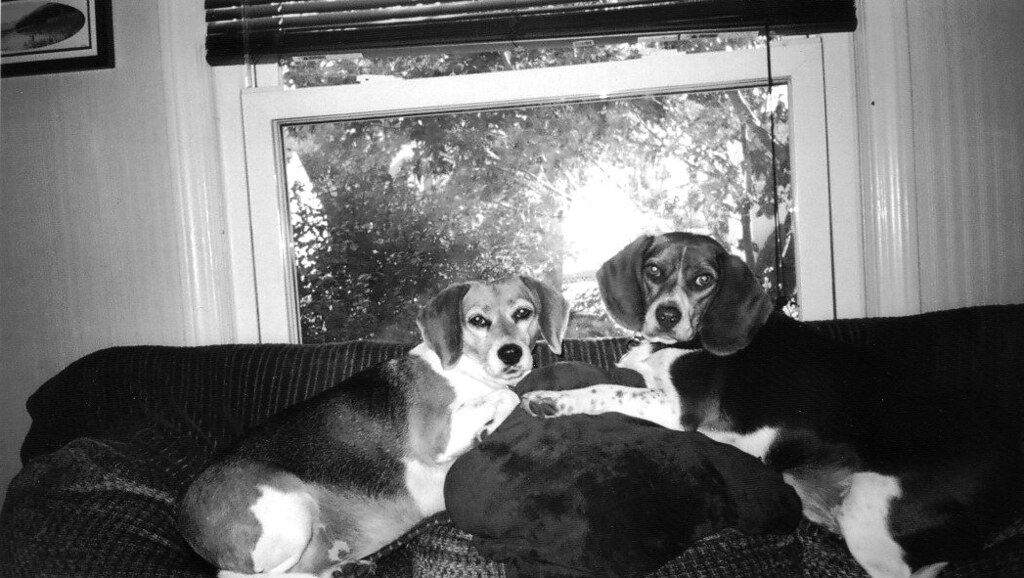 Kijiji Detroit Pets Flickr