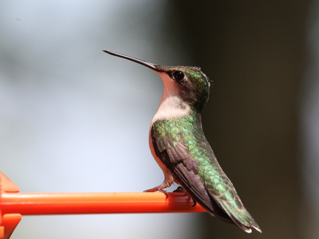 Fuzzy head Explored This young Ruby throated hummingbird… Flickr