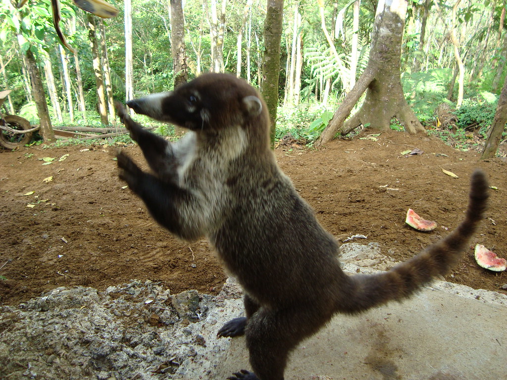 Costa Rica Animal PIZOTE costaricaflc Flickr