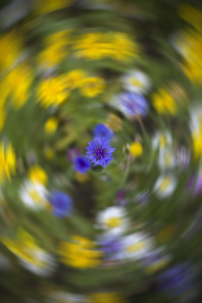 Spinning Flowers Paul Tomlin Flickr