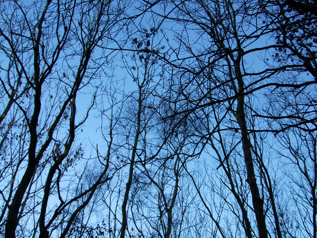 Tree tops Trees between Braidwood and Carluke in South Lan… Flickr