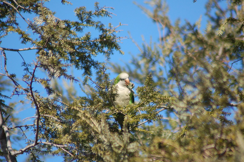 Wild Quaker Parrots in Brooklyn Wild Quaker Parrot munchin… Flickr