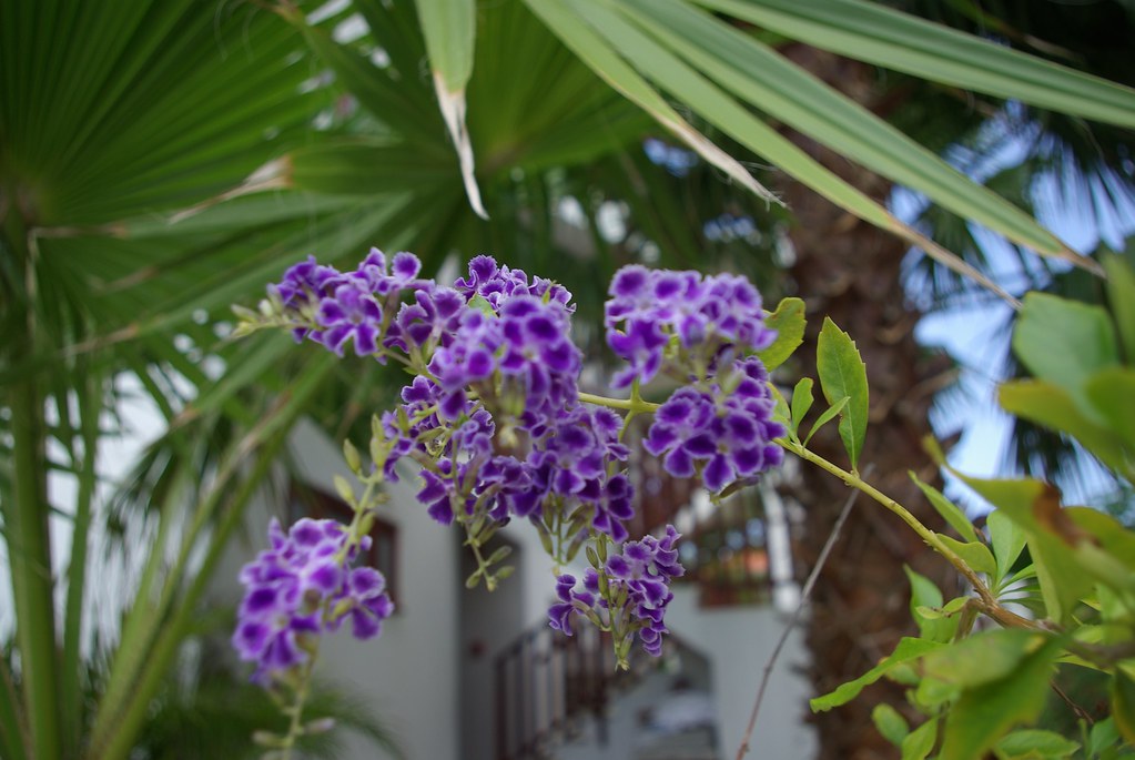 Purple flowers Jamaica has some of the most beautiful flow… Flickr