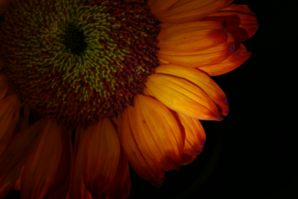 Sunflower Series Night Life This is the sunflower feature… Flickr