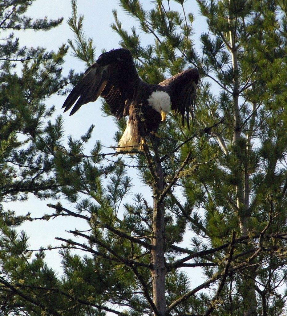 IMGP3087 bald eagle perched above Pierz Lake Howard W. Morris Flickr