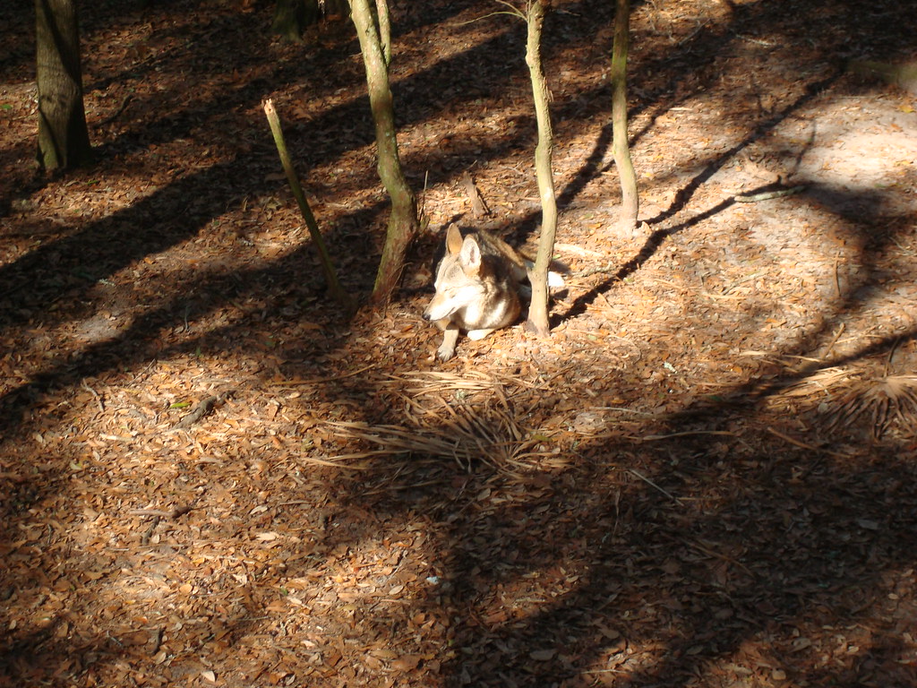 Tallahassee Museum zoo 3945 Museum Drive Tallahassee, FL 3… Flickr