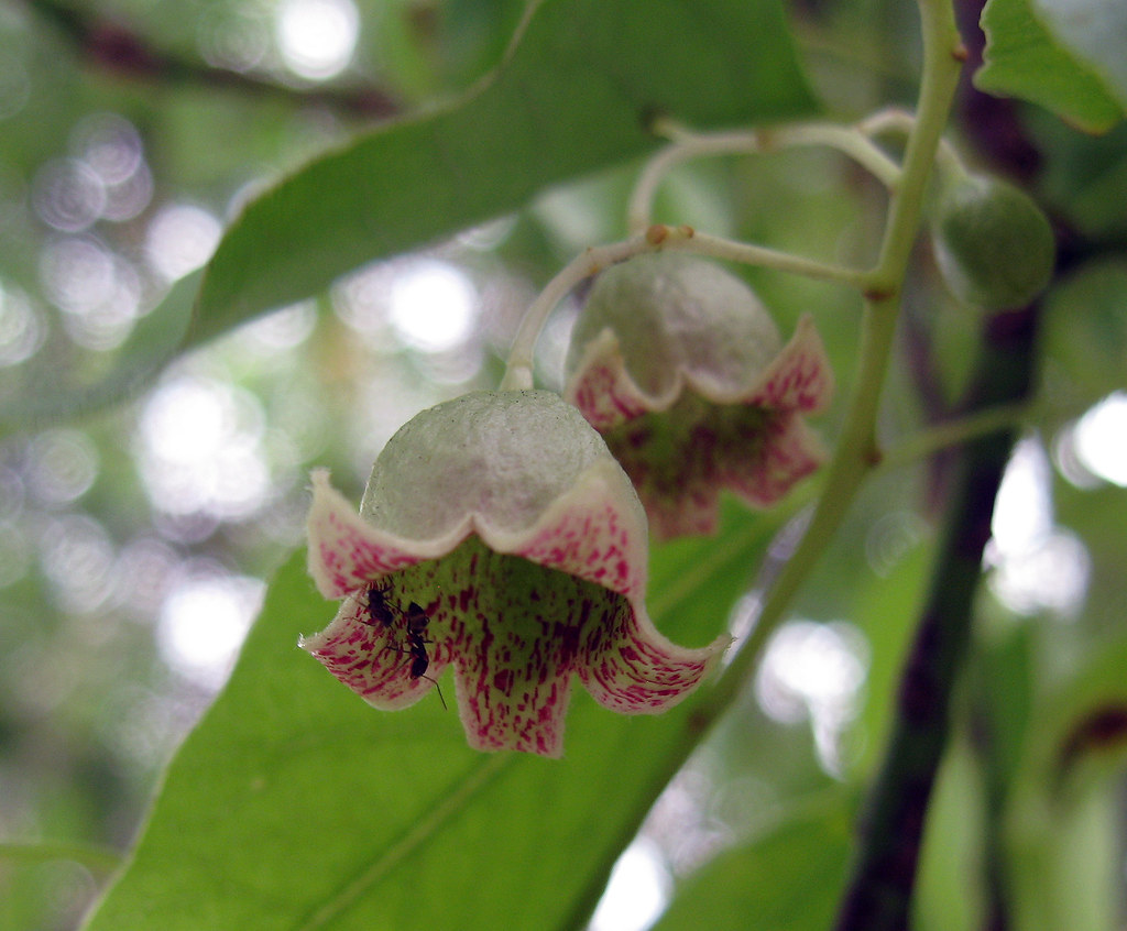 Brachychiton populneus (flower), Kurrajong, San Pedro, Cal… Flickr