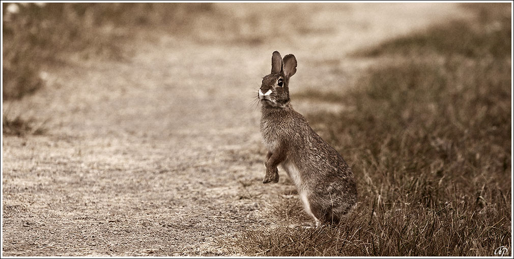 Why did the rabbit cross the road? Anyone? ap. Flickr