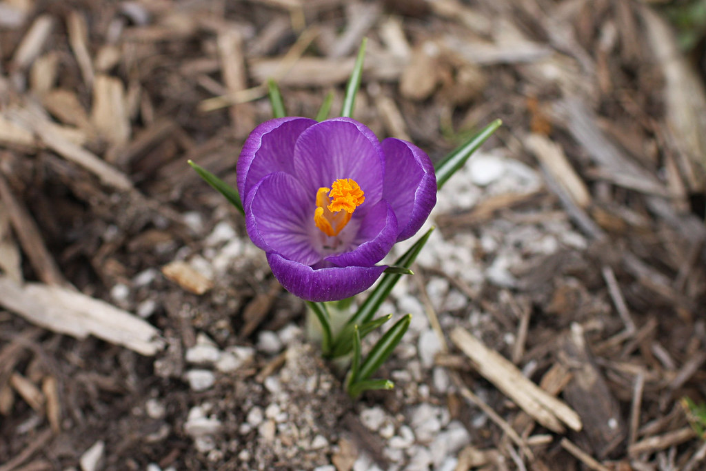 Spring Crocus Bloom First blooms in our garden for 2009. unit2345