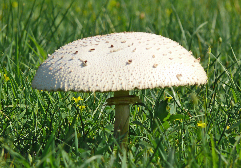 Parasol Mushroom (Macrolepiota (Lepiota) procera) Meadowoo… Flickr