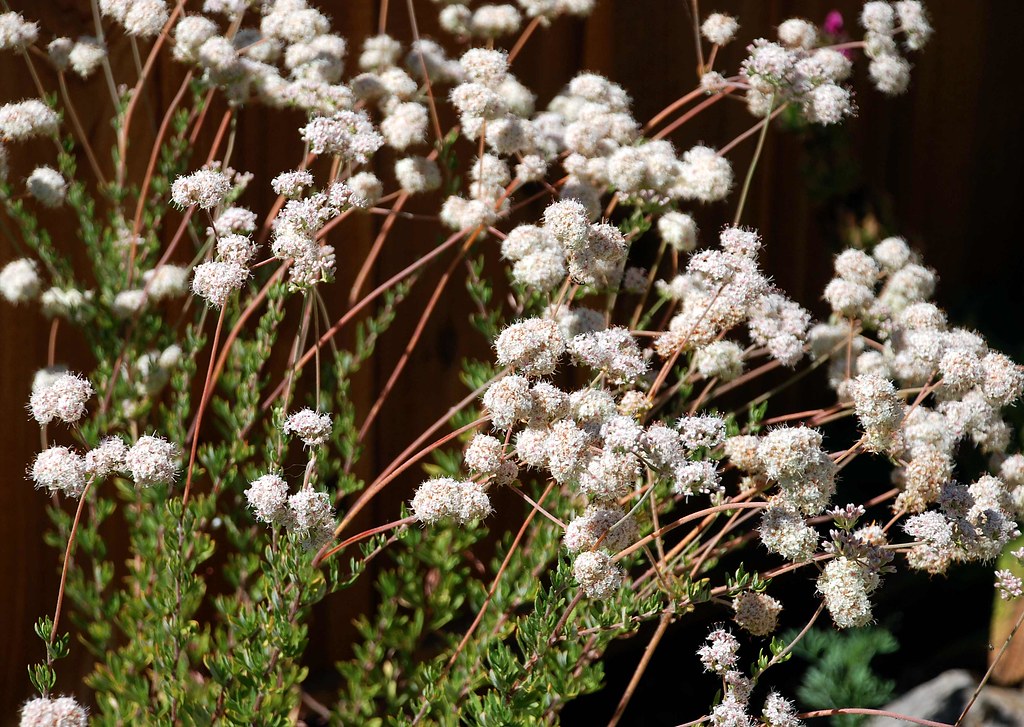 Flickriver Photoset 'Eriogonum fasciculatum California Buckwheat' by
