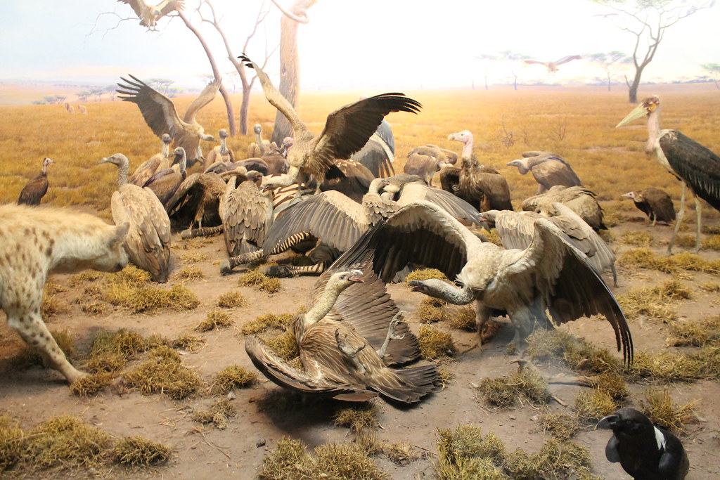 Hyenas and Vultures, American Museum of Natural History, U… Flickr