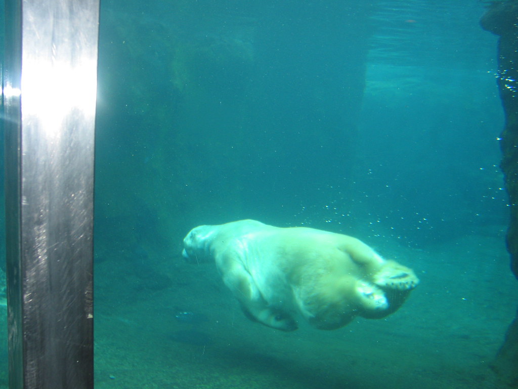 Central Park Zoo Polar Bear on Prozac. Turley Flickr