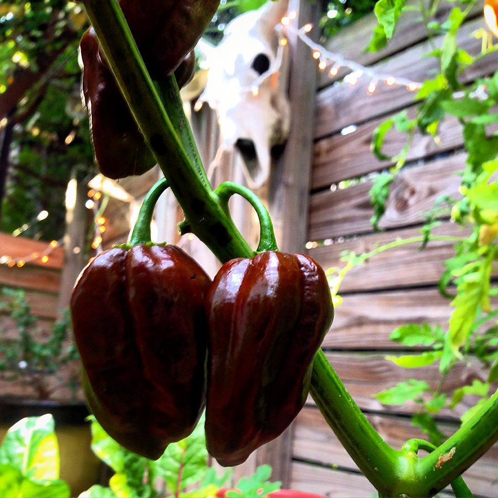 These Jamaican hot chocolate peppers are seeking the appr… Flickr