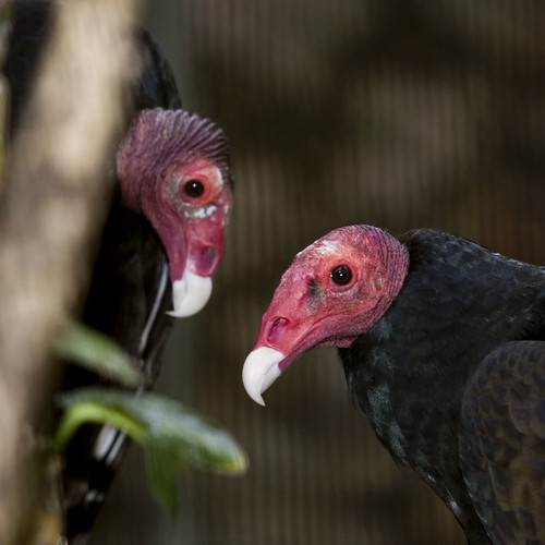 Know how to kiss? Turkey Vulture Jurong Bird Park Photog… Flickr