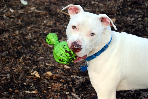 22909 canined white pitbull terrier mix breed mutt central