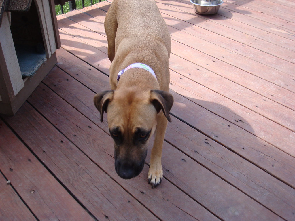 Bella Teena Dog Days Daycare Flickr