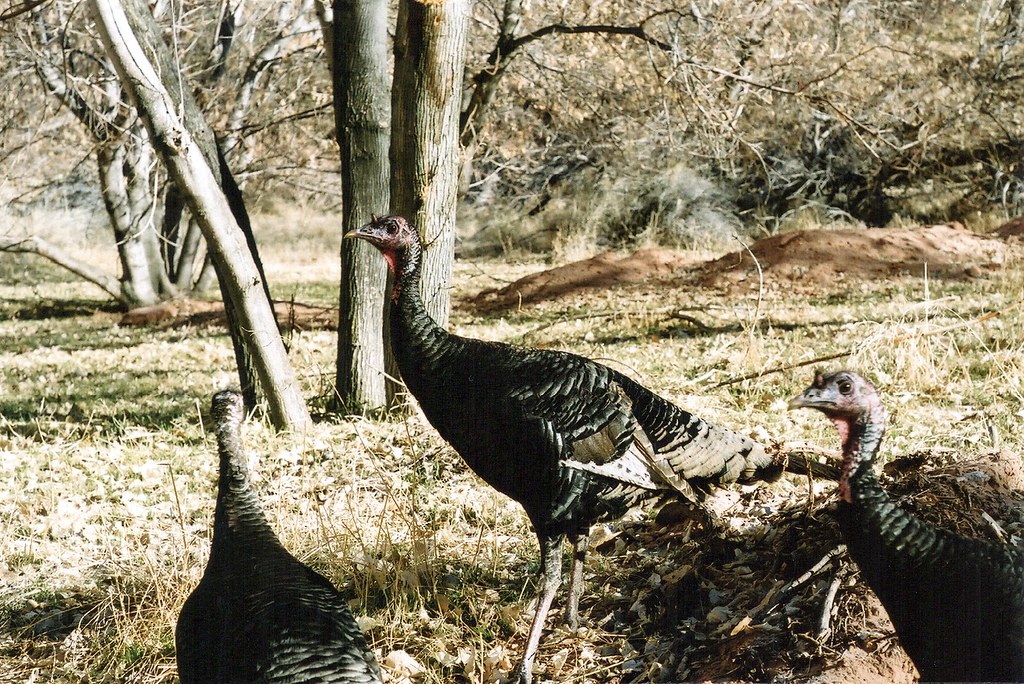 Wild Turkeys in Zion National Park Russ Flickr