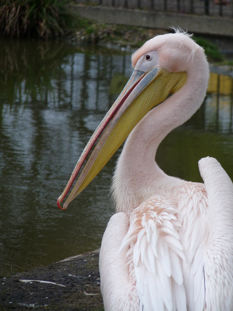 "Alternative Dress Code" Having lived with the Flamingo's … Flickr
