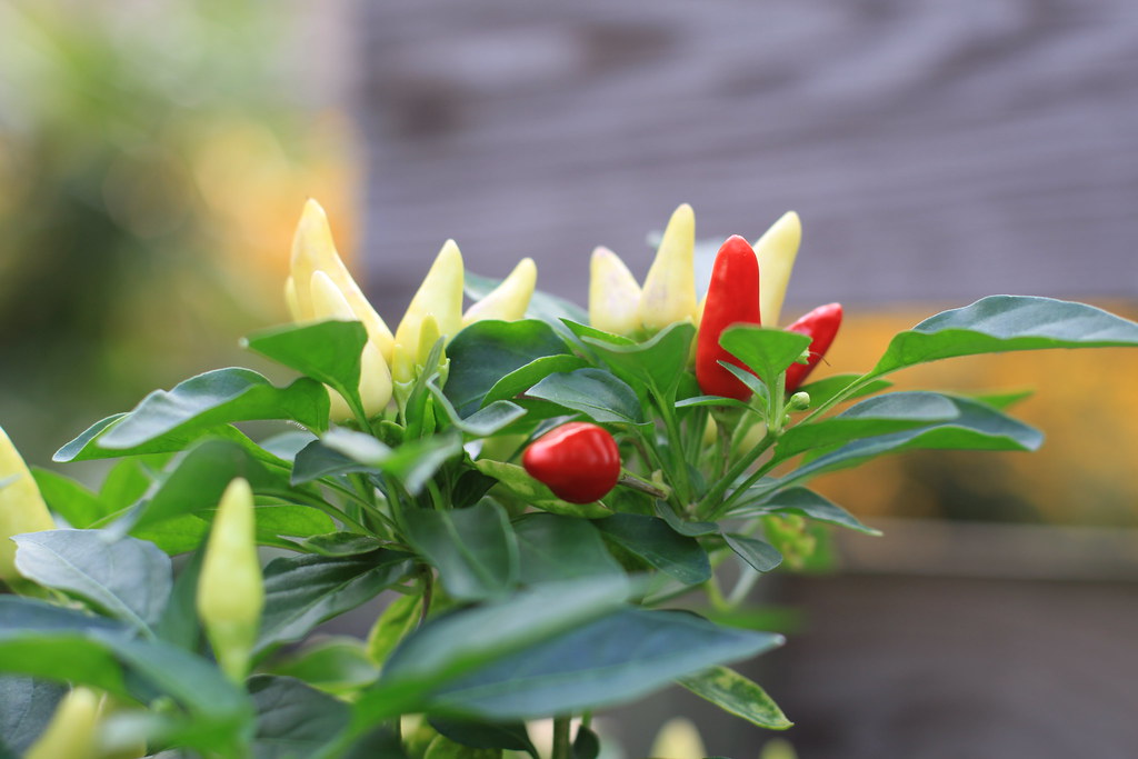 Ornamental Pepper Plant (Capsicum annuum) Jim, the Photographer Flickr