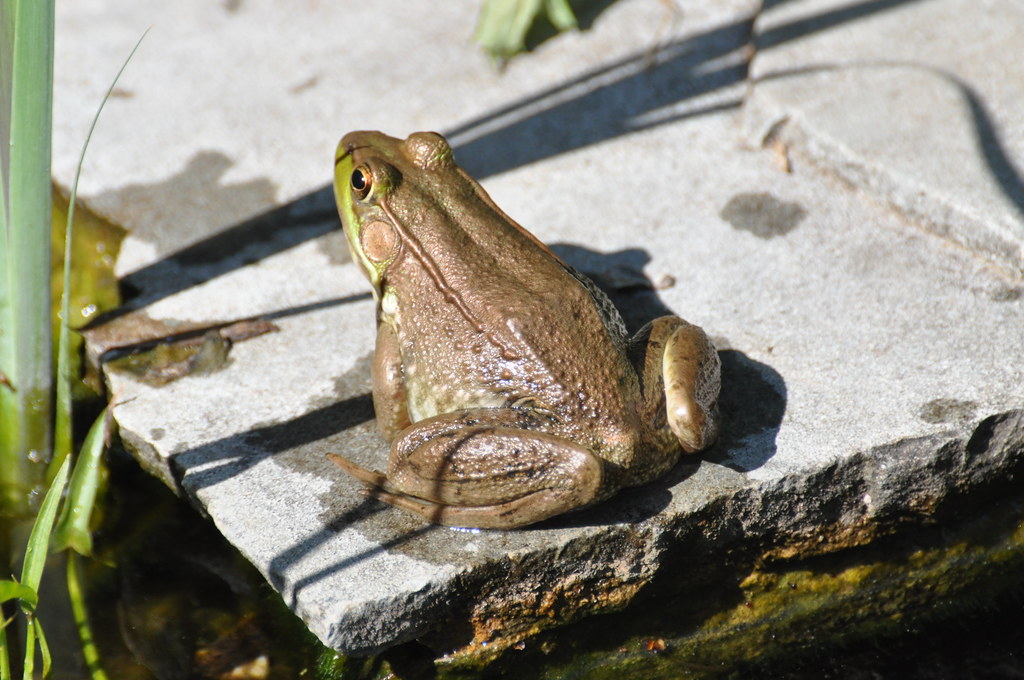 Green Frog, Virginia Green Frog, Rana clamitans melanota R… Flickr
