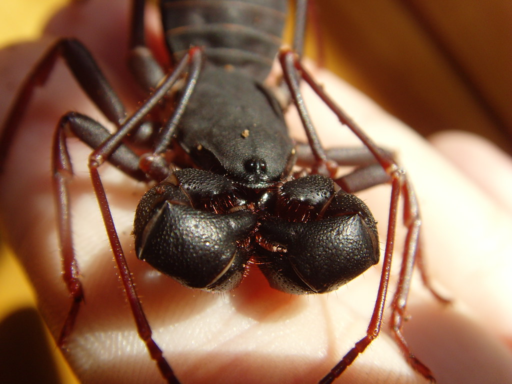 Flickriver Photoset 'Malaysian vinegaroon' by mantidboy