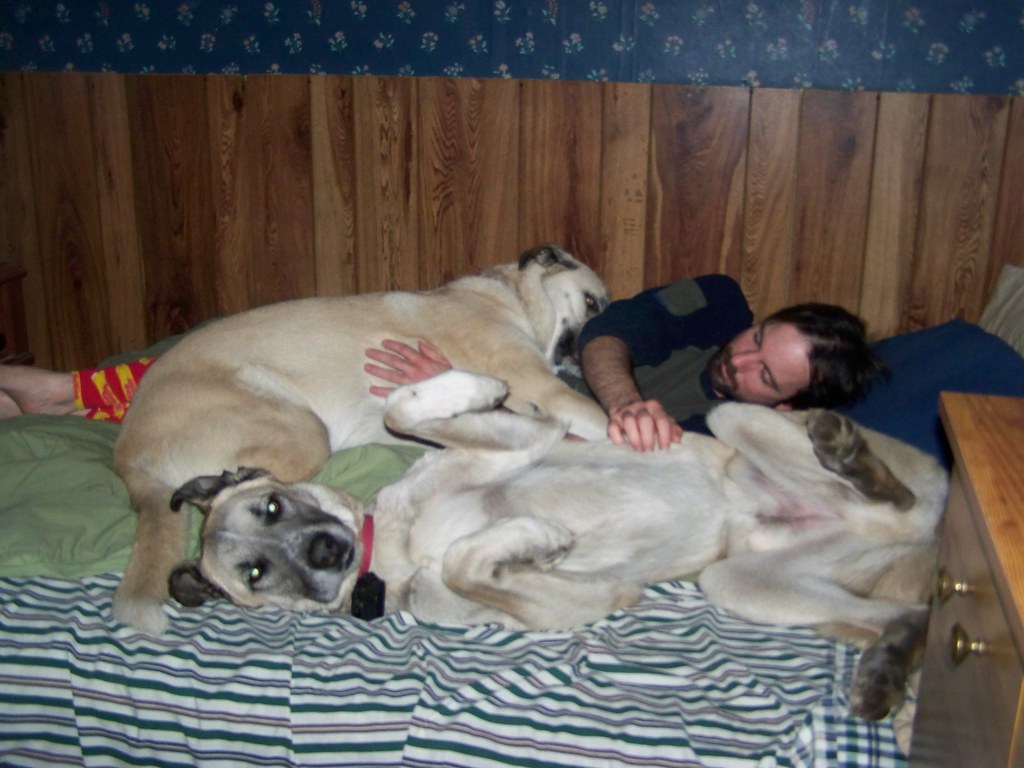 Dogpile It's hard to sleep when you're buried under dogs. bonsid