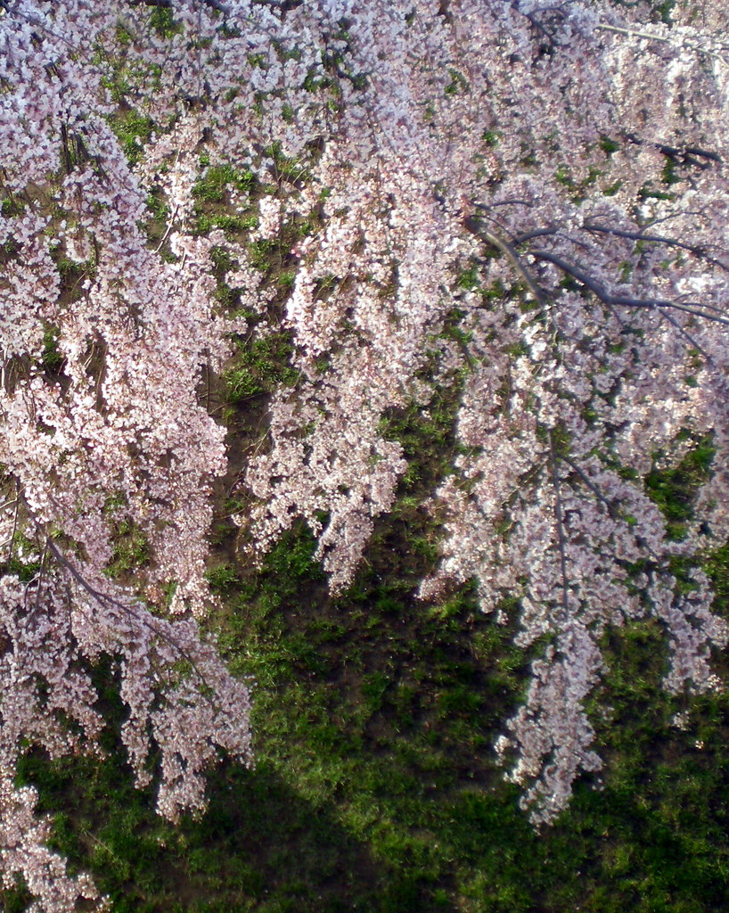Cherry Blossom Tree from Above Cherry blossom trees in blo… Flickr