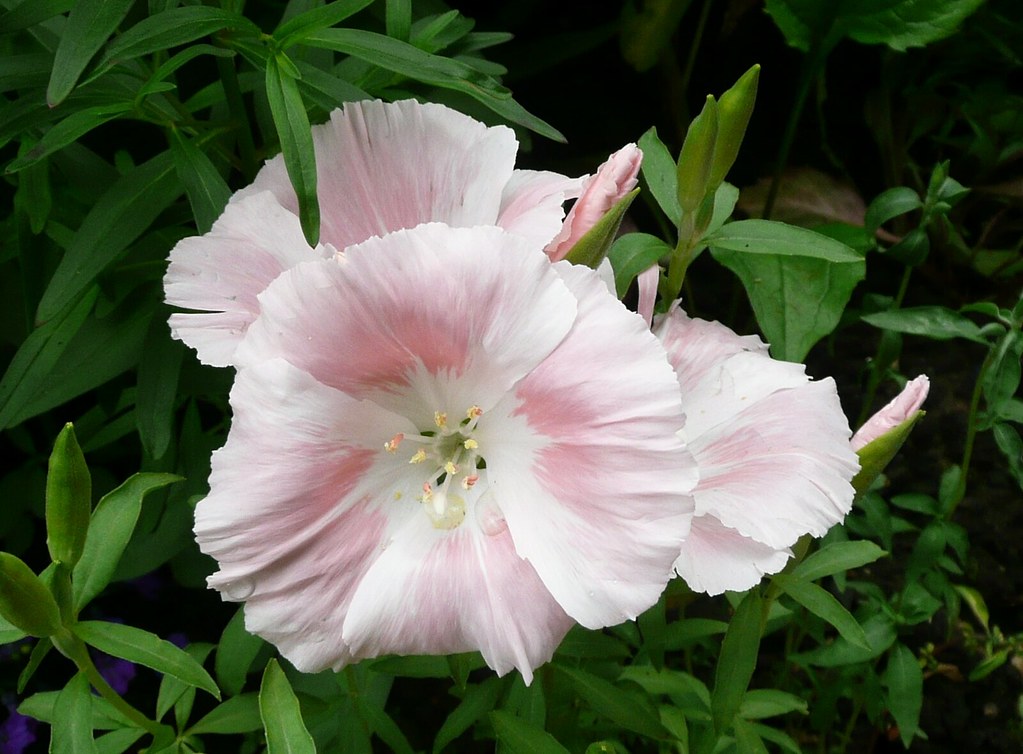 Pink Godetia A delicate pink/white colour combination make… Flickr