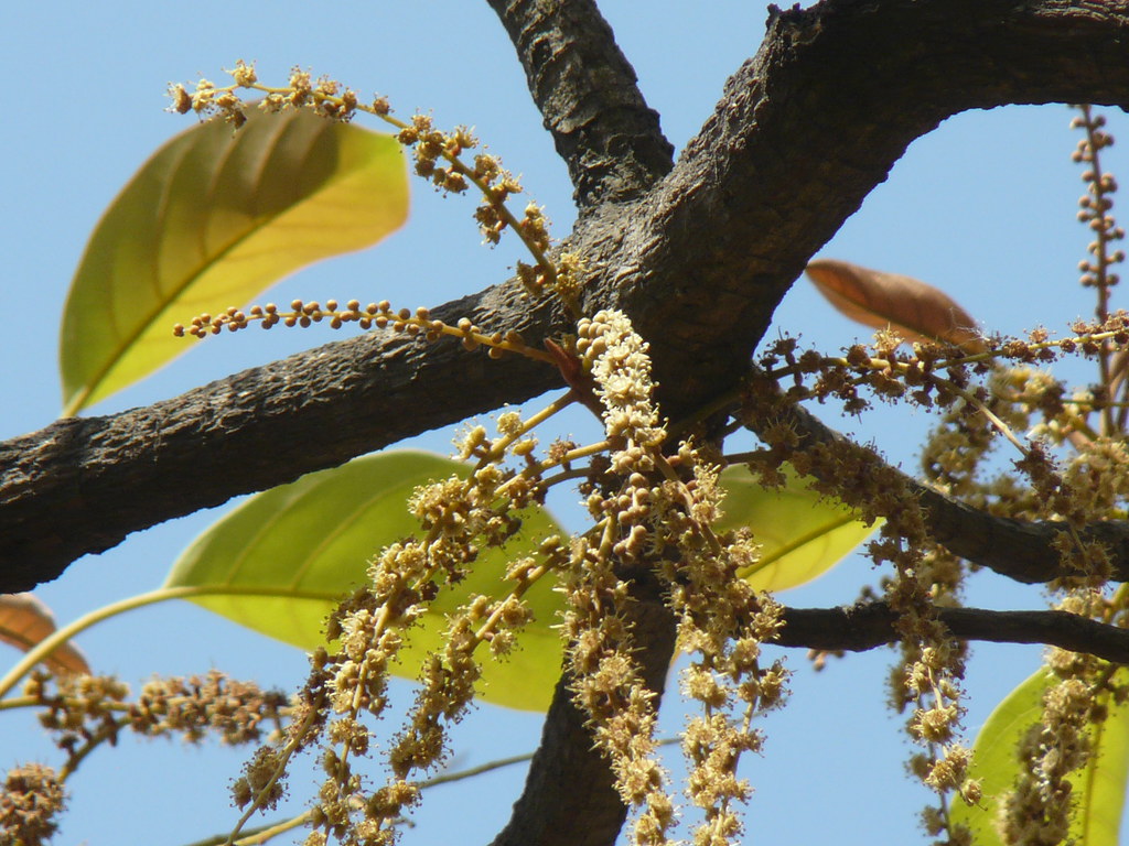 Baheda (Gujarati બહેડા) Combretaceae (rangoon creeper fam… Flickr