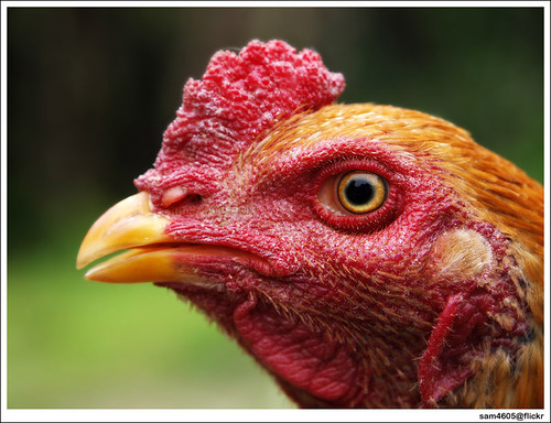 Rooster ayam sabung Info Stock photo of rooster, ayam