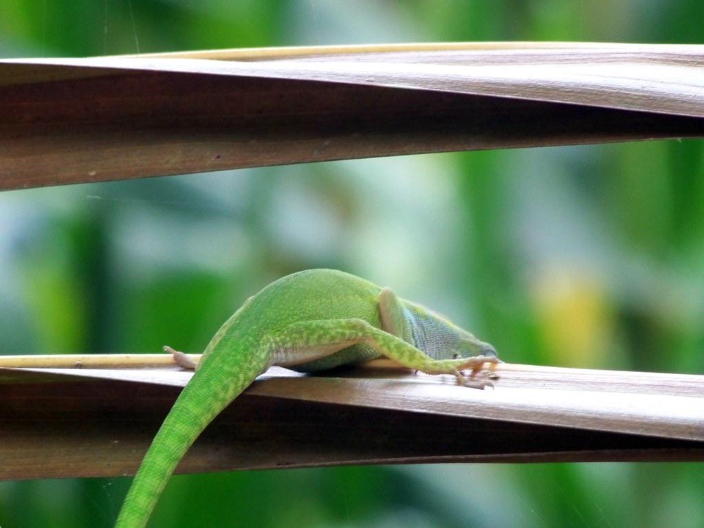 Jumping Lizard RJeudin Flickr