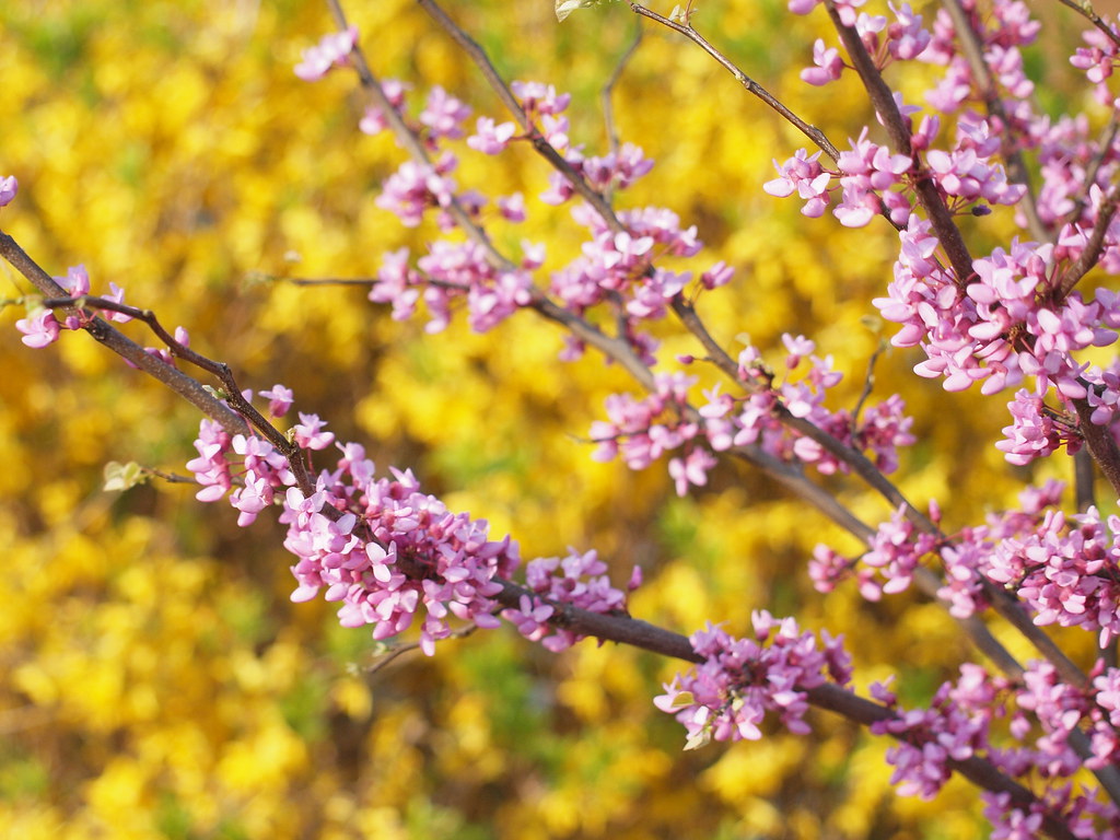 P4121260shl410 Susan Hickam Flickr