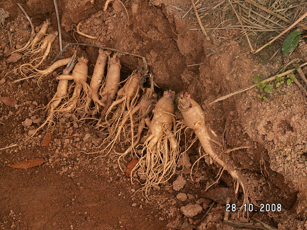 Ginseng farm TingLow Flickr
