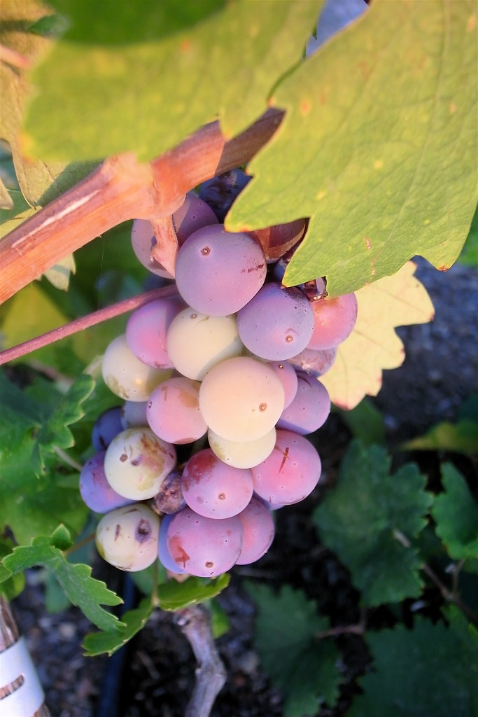 Zinfandel Grapes Naotake Murayama Flickr