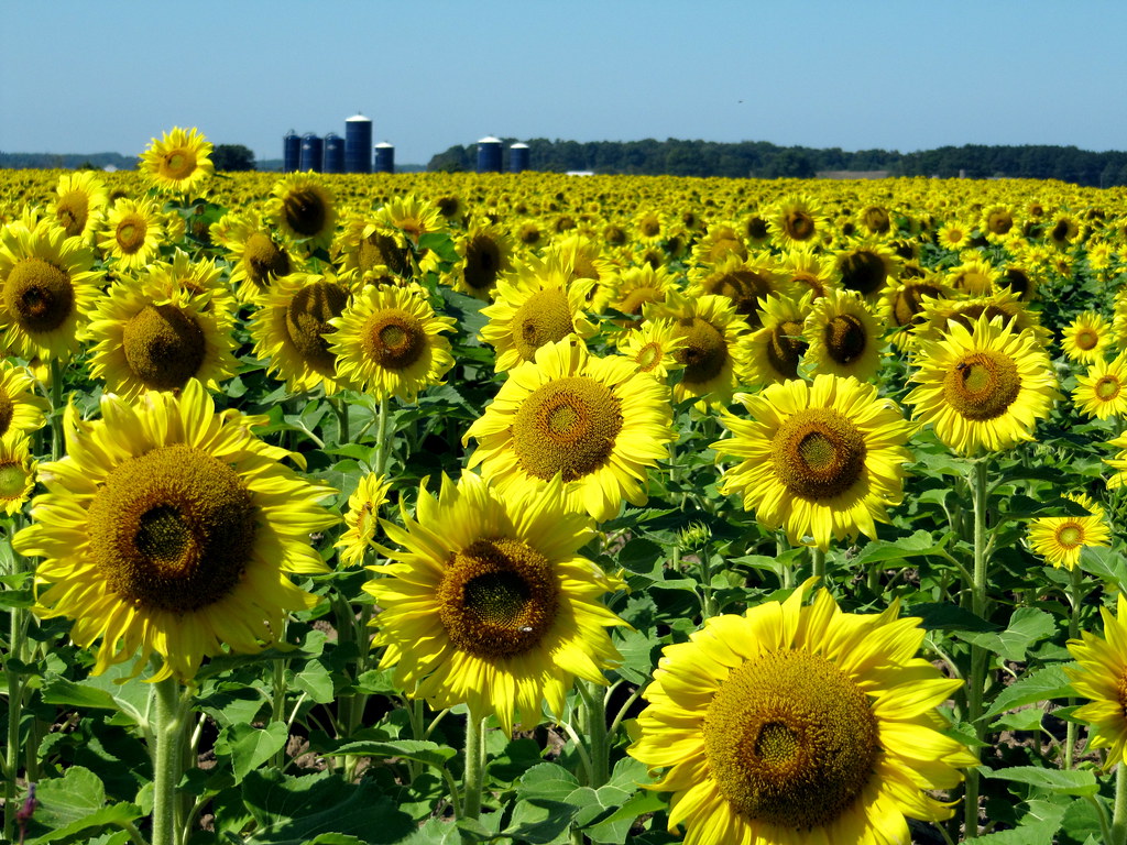 A field of sunflowers A whole field of sunflowers. Taken n… Flickr