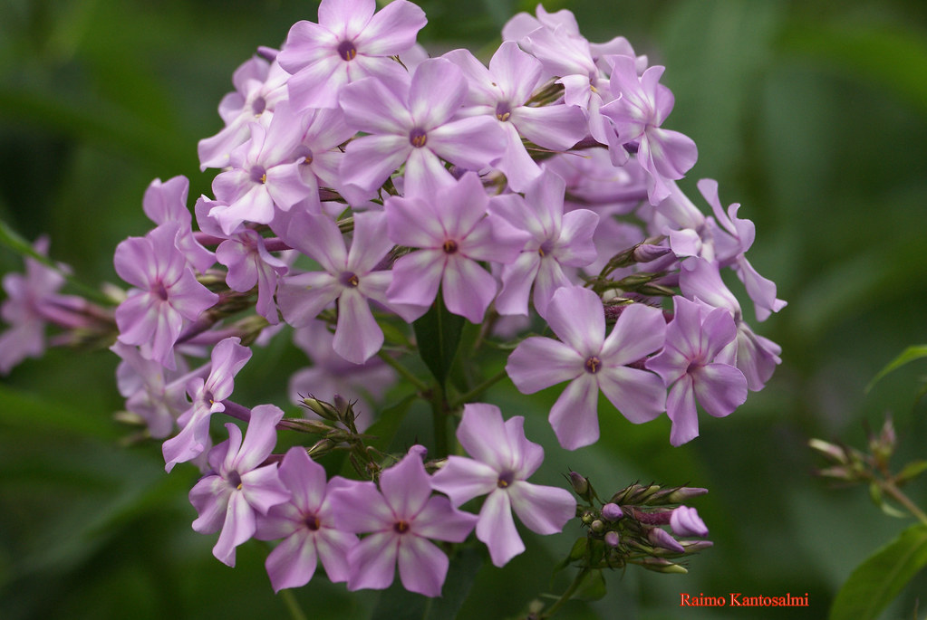 Let all flowers bloom ! I have been tagged by Sukat 1. I … Flickr