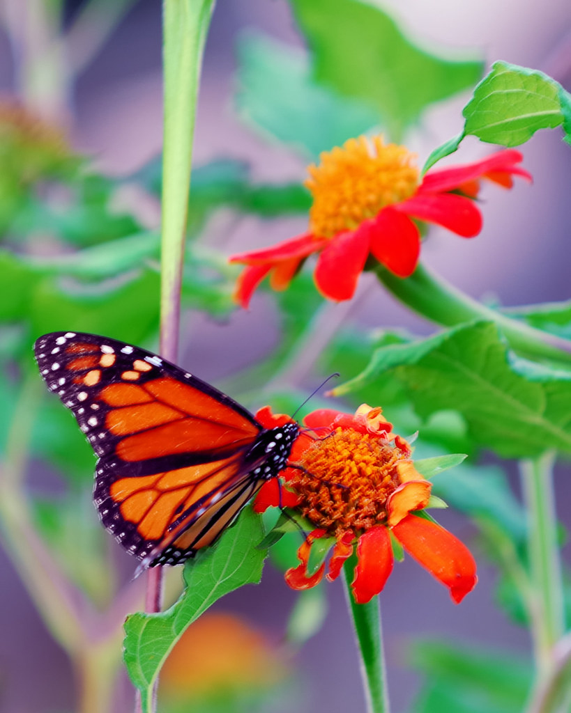 Monarch Butterfly on Mexican Sunflower I deceided to post … Flickr