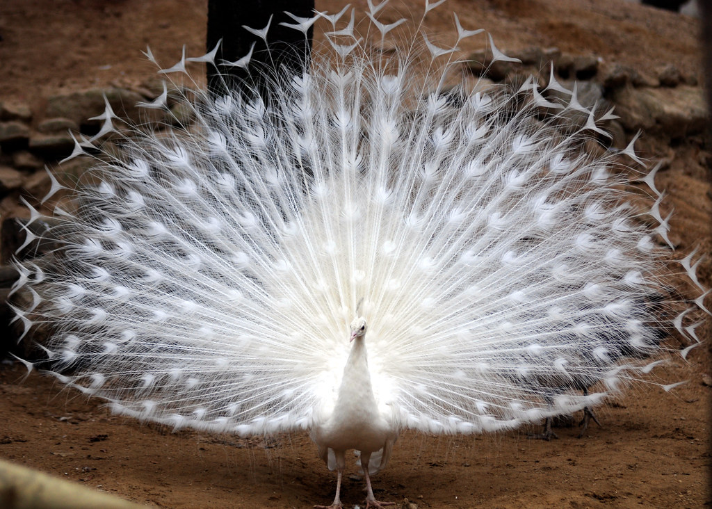 White peacock White peacock everland.korea IN CHERL KIM Flickr