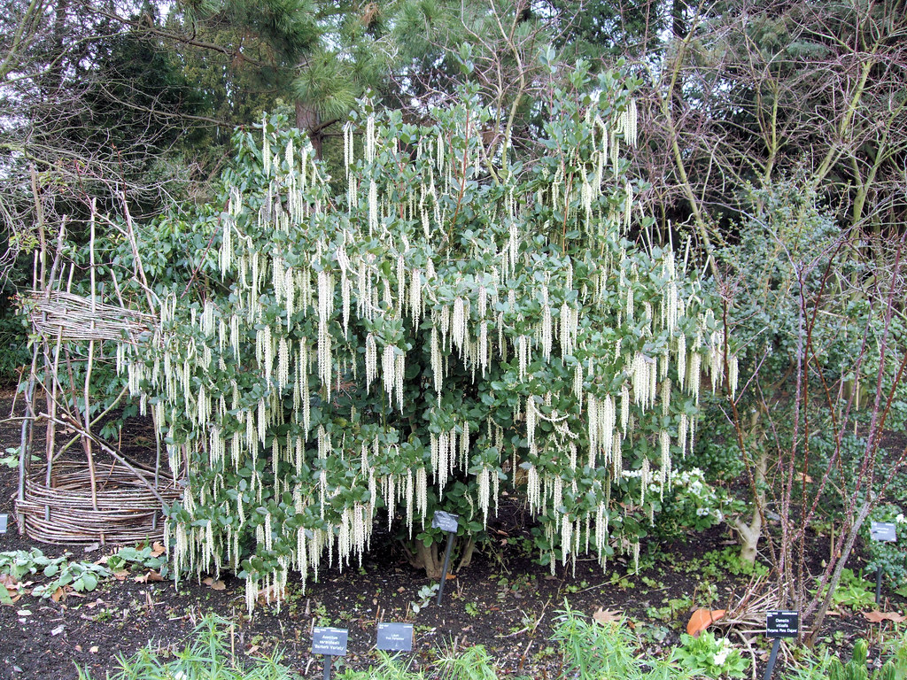 James Root Shrub (Garrya elliptica), Kew Gardens, London. Flickr