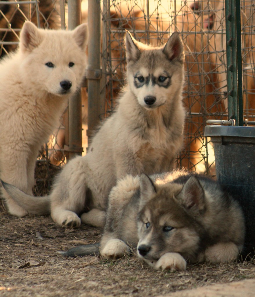 WolfDog Cubs/Puppies IMG_4585_FLICKR Denali, Timber and… Flickr