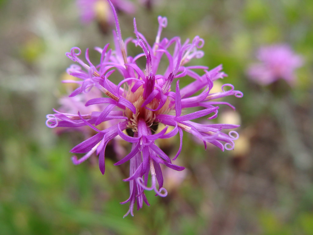 Florida wildflowers jeff schultz Flickr