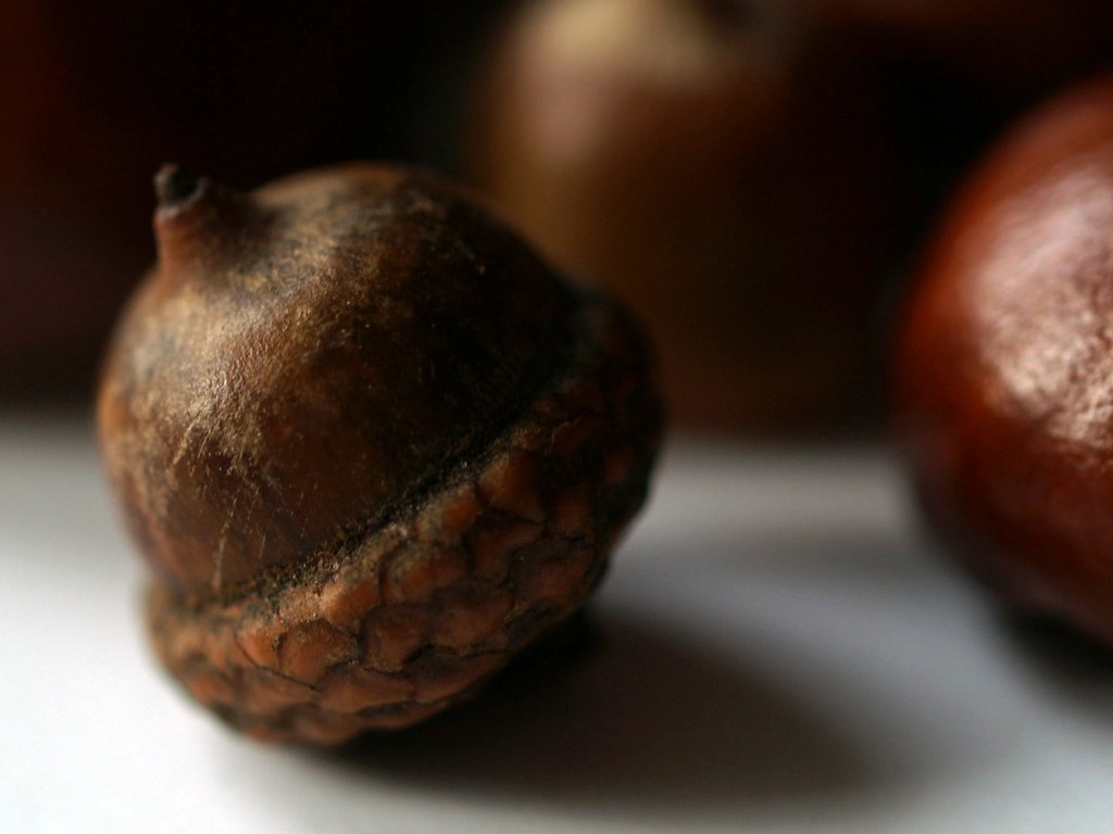 acorn acorn and chestnuts collected by the other Alan