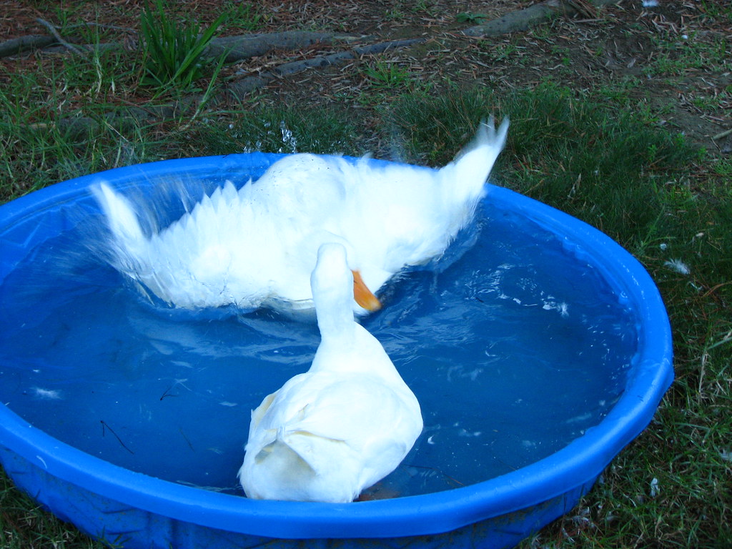 Dive! My pet ducks Quacker and Flapper (Quack 'n' Flap) Robert