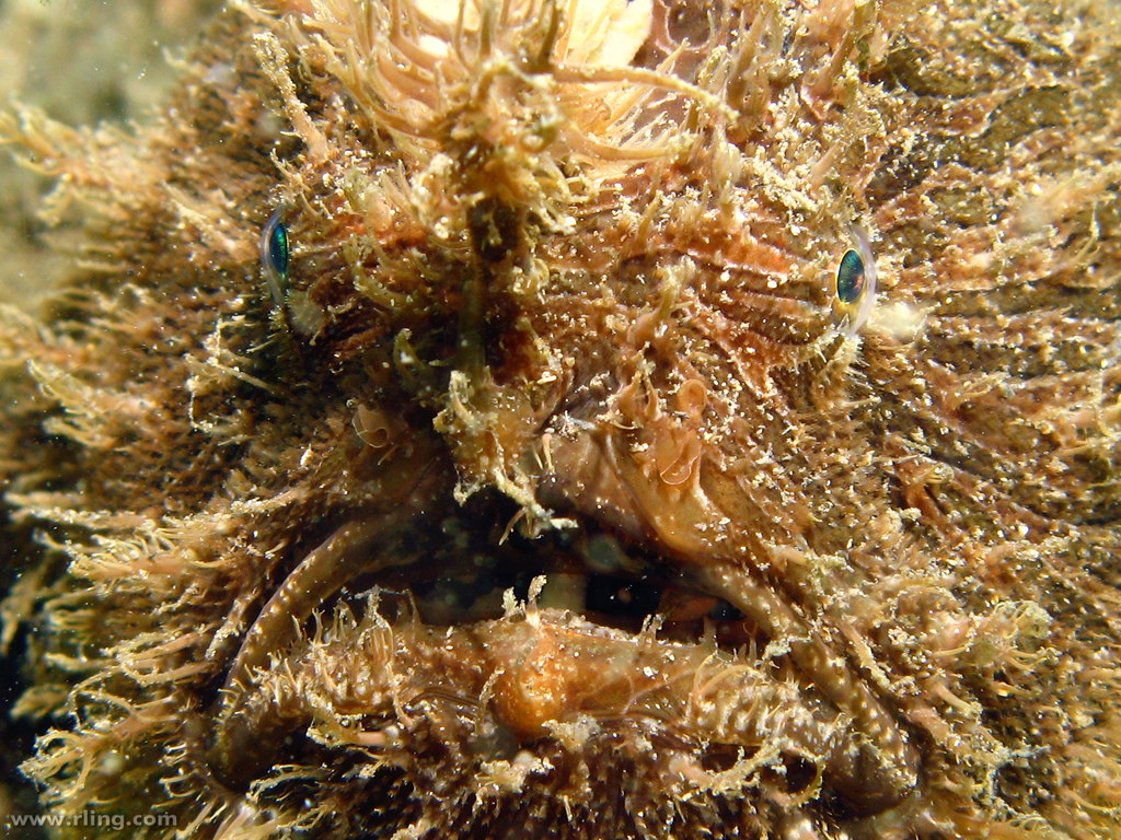 Striped Anglerfish Portrait of a Striped Anglerfish (Anten… Flickr