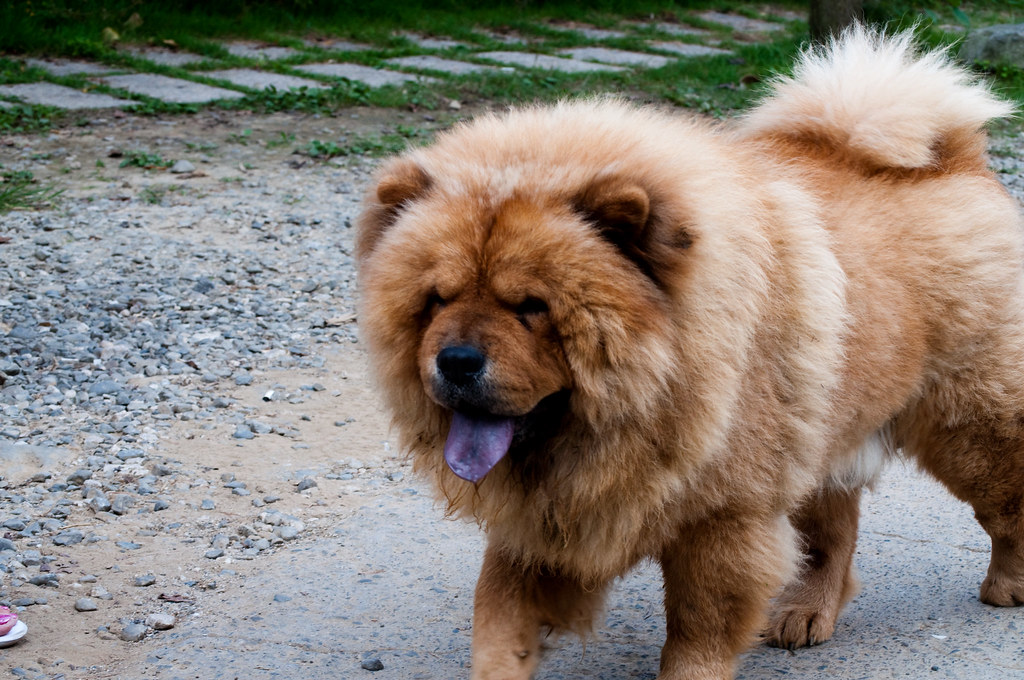 mountain lion dog Kevin Flickr