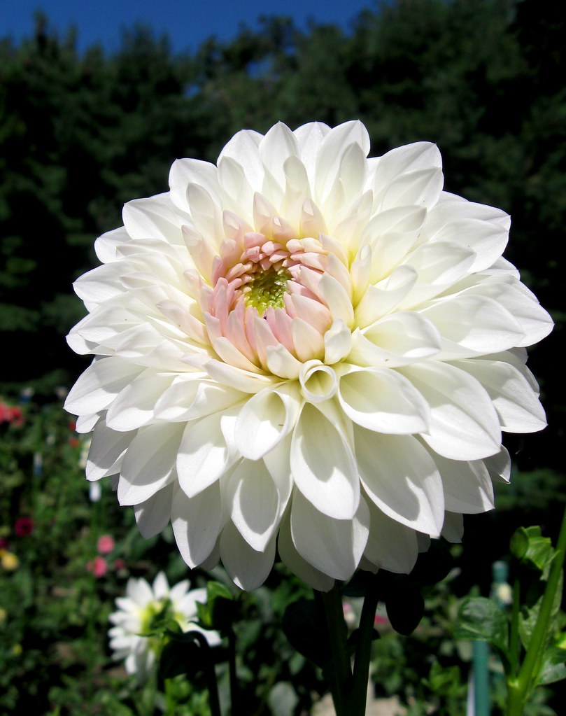 Brilliant White Dahlia, V. Ryecroft Brenda T One of the hu… Flickr