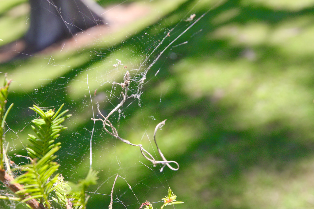 IMG_3652 Bayou L'Ourse Nature Trail Bayou L'ourse, Louisia… Flickr