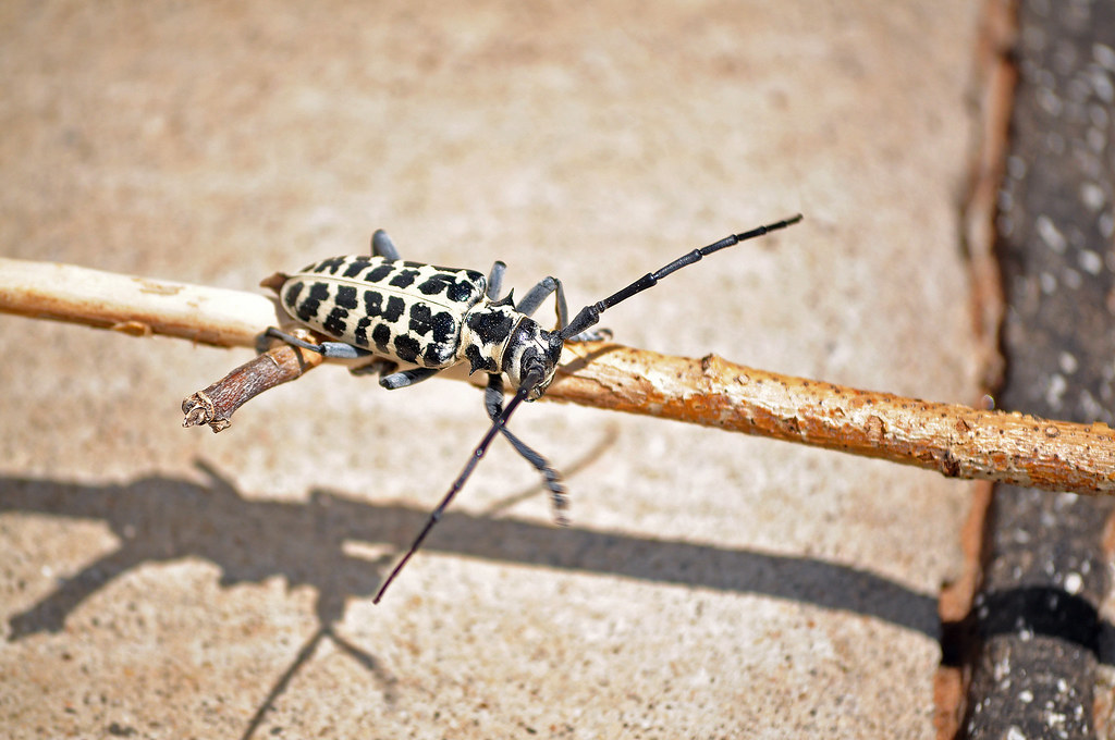 cottonwood longhorned borer beetle Flickr