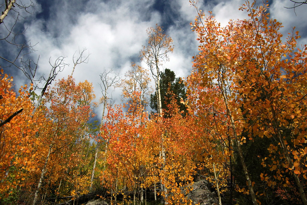 Fall In Colorado Orange turning aspen trees near Crestone,… Flickr